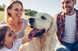 Pro-tips on adding a new dog to your family