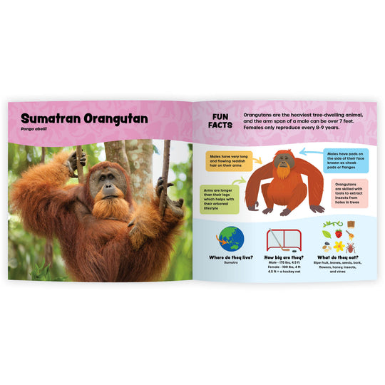 The Fantastic World of Monkeys & Apes and More