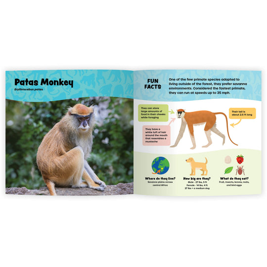 The Fantastic World of Monkeys & Apes and More